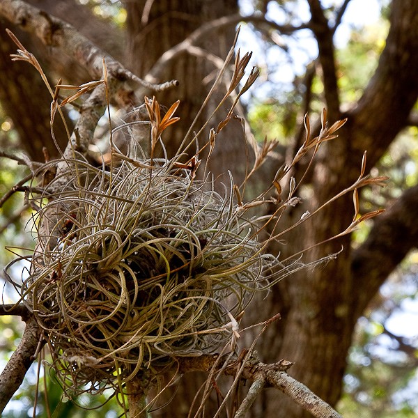 Ball-Moss, tillandsia recurvata
