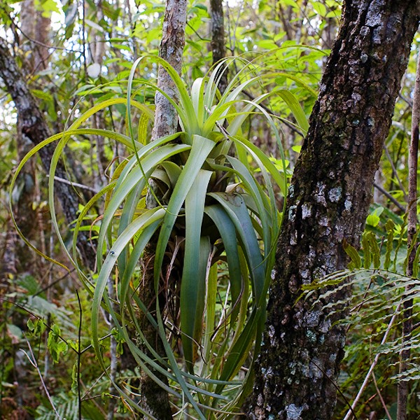 Giant Airplant, Tillandsia utriculata