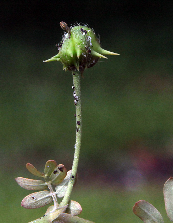 Ouch.  Puncture vine fruit