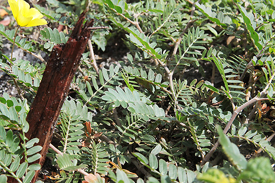 Leaves tracking the sun.  The stick (and leaves) pint to the sun.