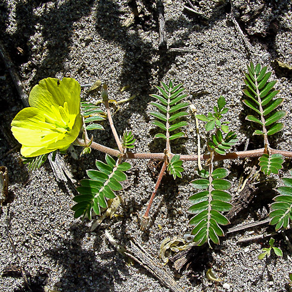 Puncture Vine (by John Bradford). The opposite (paired) compound leaves look ferny.