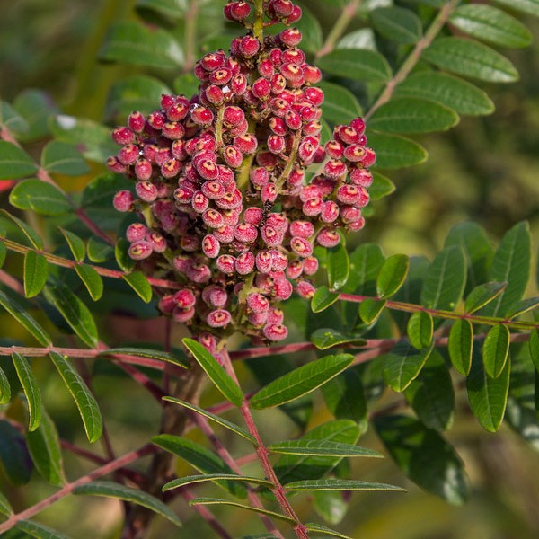 The fruits