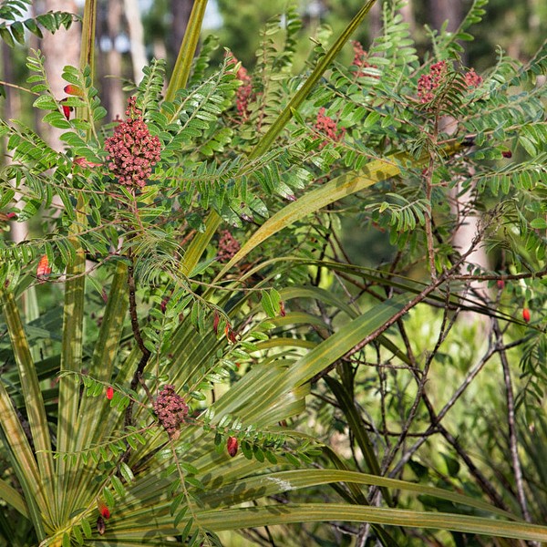 Fruiting tree