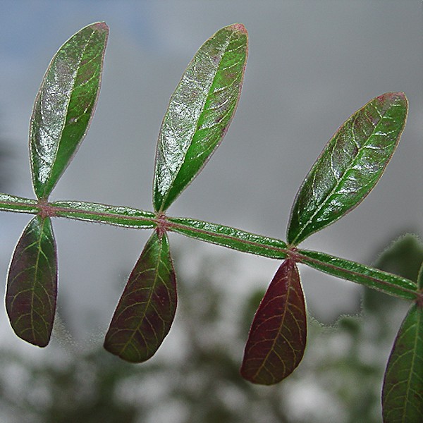 The wing on winged sumac.  All of today's photos are of winged sumac, by John Bradford.