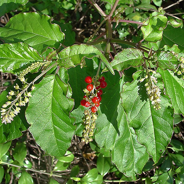 Bloodberries (by John Bradford)