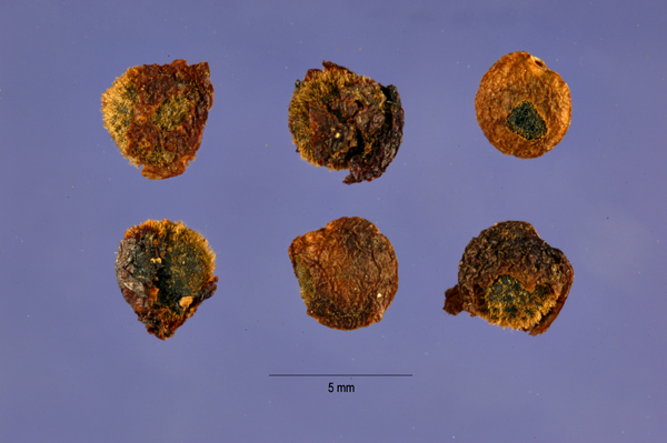 The bubble wrap seeds (U.S. National Seed Herbarium photo)