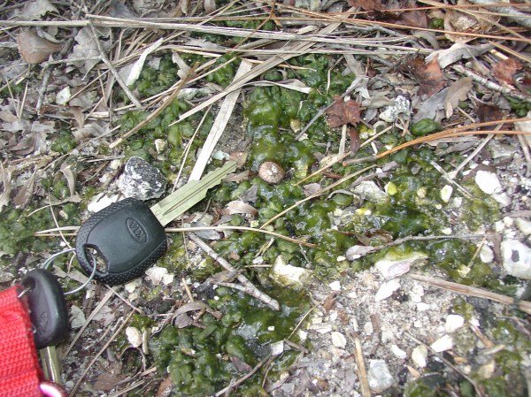 Nostoc (by GR, John is drawn to beauty, but I like the lowdown and slimy)