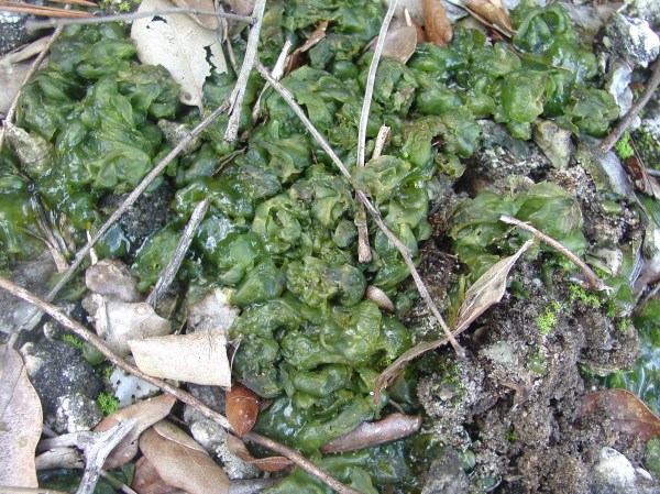 Nostoc in JD Park