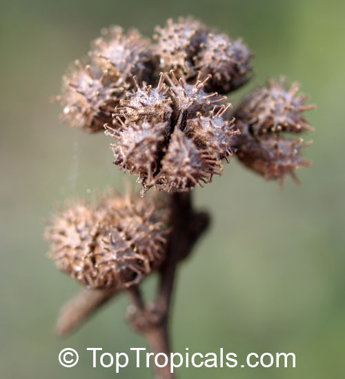 VELCRO pie.  By Top Tropicals (permitted use)