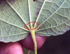 The leaf glands.  Apologies for the crummy focus. Don't blame John...my bad.