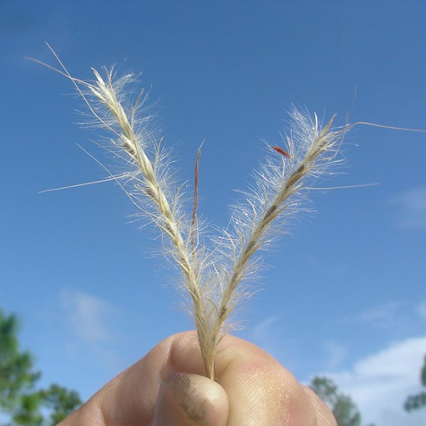 Andropogons usually have two bunny-ears.