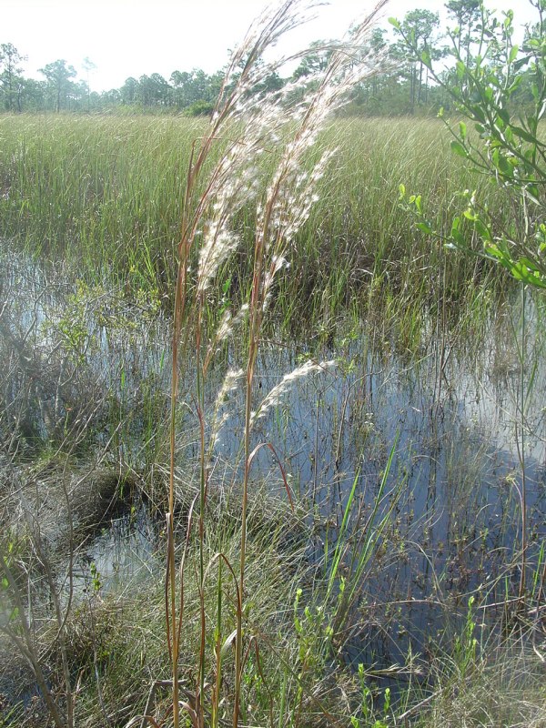 All Bluestem Grass photos today by John Bradford.