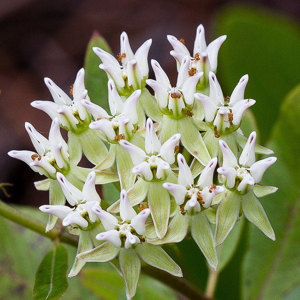 Asclepias curtissii likes scrub.