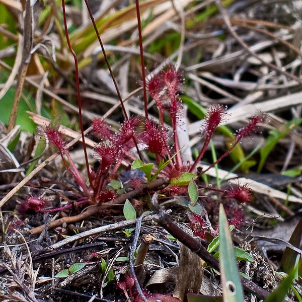 Sundew.  All photography today by John Bradford.