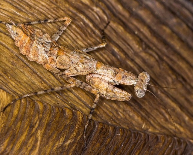 Grizzled Mantid