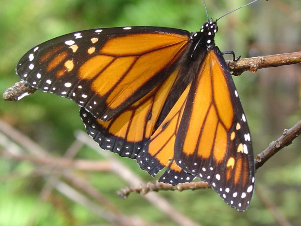Where did the Milkweeds go?