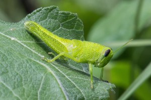 Katydid.  Todays' photos by John Bradford  (except maybe the butterfly.  Forgot who took that picture.)