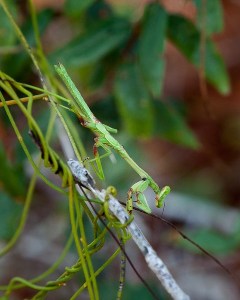 Praying Mantis
