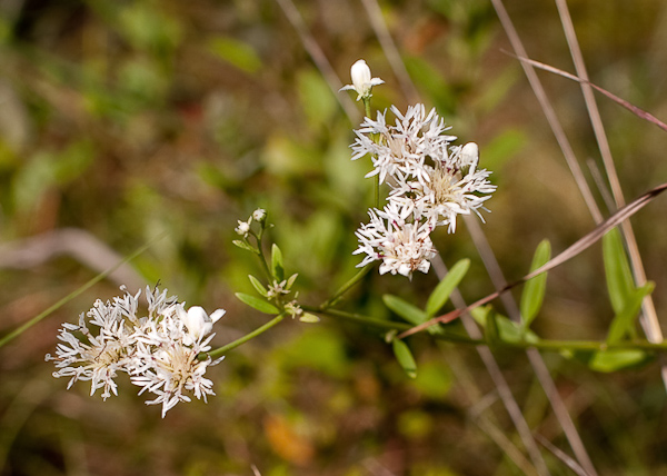 Palafoxia integrifolia