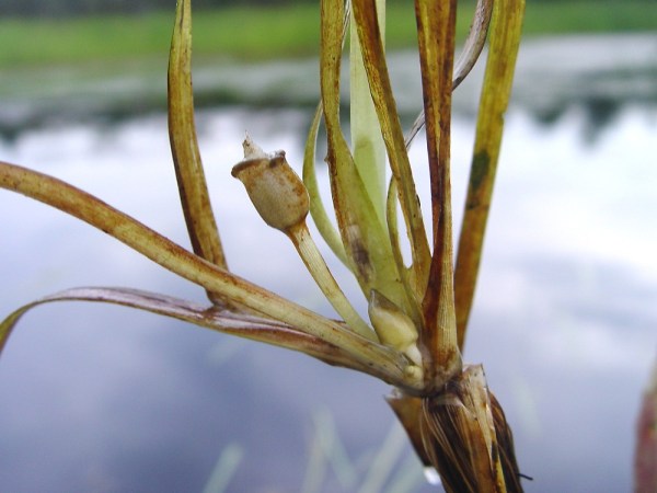 A male plant.  This is the structure that releases the male flowers to float to the surface.   Photo by David Cameron (permitted noncommercial use).