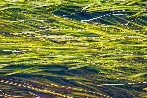 Vallisneria in the creek.  By John Bradford.