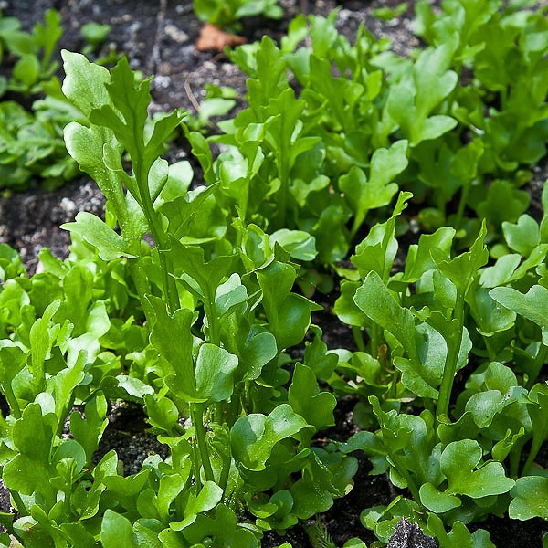 Mass of sterile leaves by John Bradford.