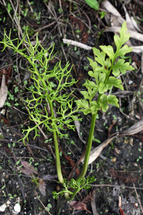 Two species?   No, just one, with spore-bearing leaf on the left, and sterile leaf on the right.