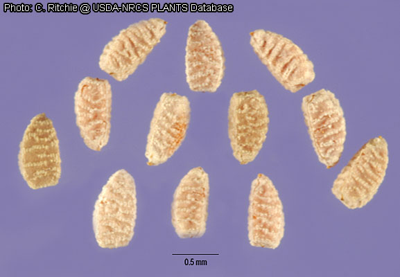 Chamaesyce seeds with presumed mucilage-bumps.  Photo from USDA, by Carole Ritchie.
