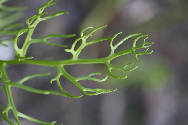 Spore bearing leaf, but you'll never see the spores; they are hidden under the rolled leaf margin.