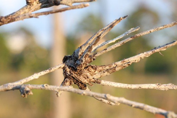 Witch's broom and galls on infested Dahoon branch.
