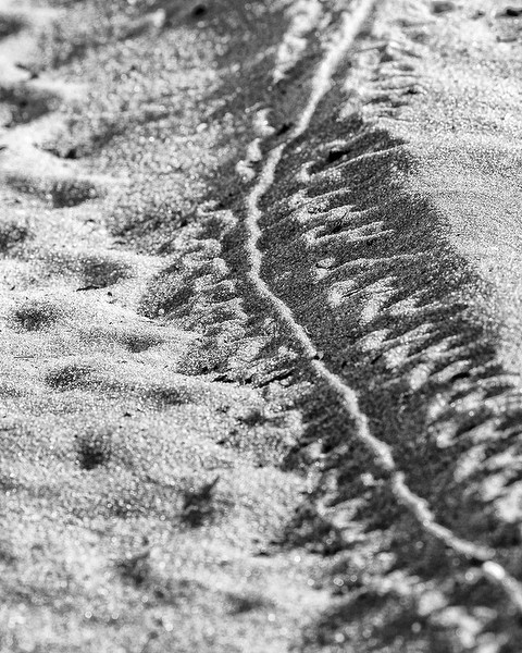 Whose little footprints are these, in the Seabranch sand?   Photo by John Bradford.