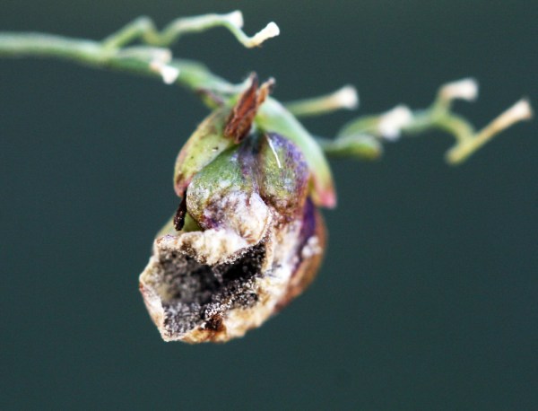 Guinea Grass seed head with apparent Smut fungus.  Could this be the Ustilago responsible for a veterinary problem in Africa?