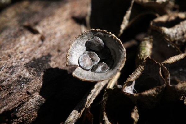 A Bird's Nest in old mulch by my home.   The "eggs" are spore masses.  They remind me of tiddly winks.