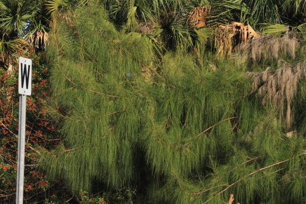 Casuarina foliage (by john Bradford)