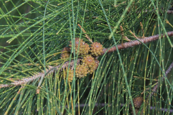 Casuarina clusters of immature bracts (specialized leaves) with fruits hidden among the bracts (by John Bradford).  The 