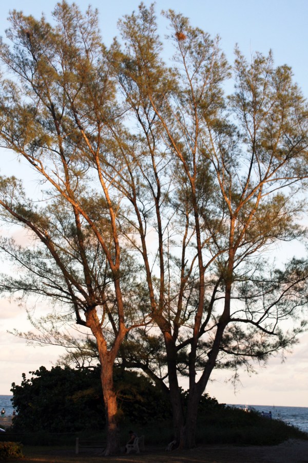 Casuarina at Jupiter Inlet, Florida