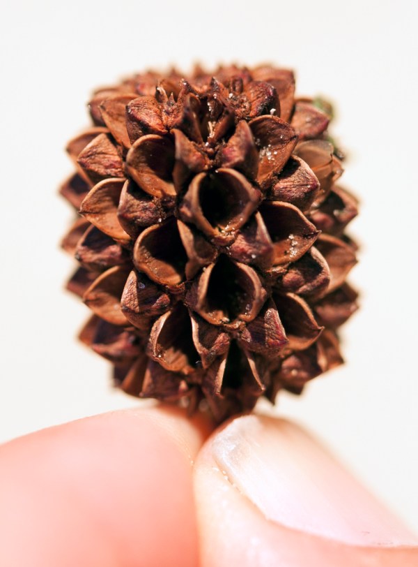 Mature, opened, bract cluster.  The fruits have blown from the apparent openings.  This cluster is from the tree at Jupiter Inlet.