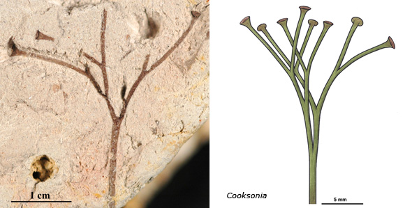 Cooksonia, on left fossil approx. 400 million years old, and on the right a reconstruction.   Note the Y-shaped branching, and the spore cases (resembling buttons). 