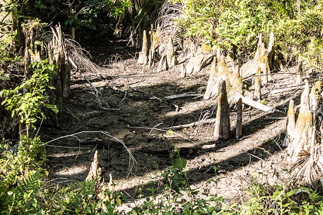 Cypress knees in creek 2