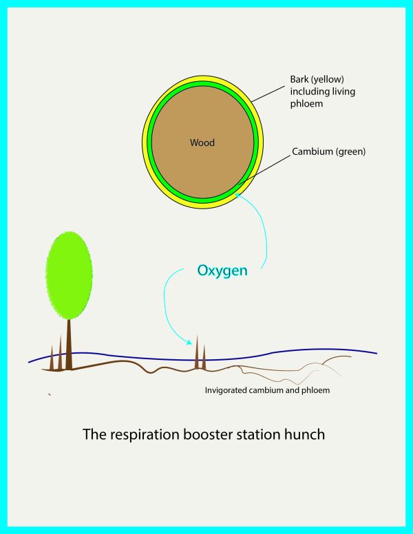 Do the knees give the otherwise submerged cambium and phloem a metabolic shot in the arm?