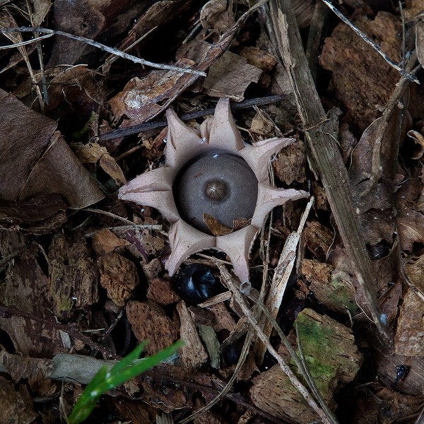 Earth Star by John Bradford