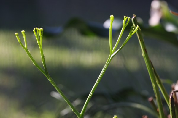 Cooksonia back from the Devonian?  No:  Psilotum from Seabranch State Park.