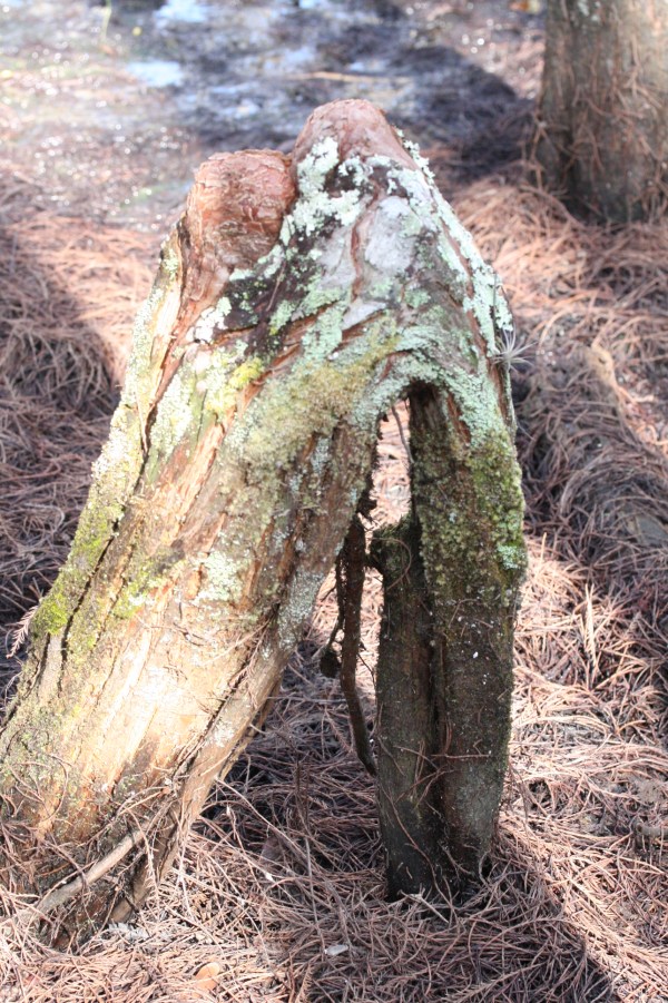 Knees often form on arched roots.