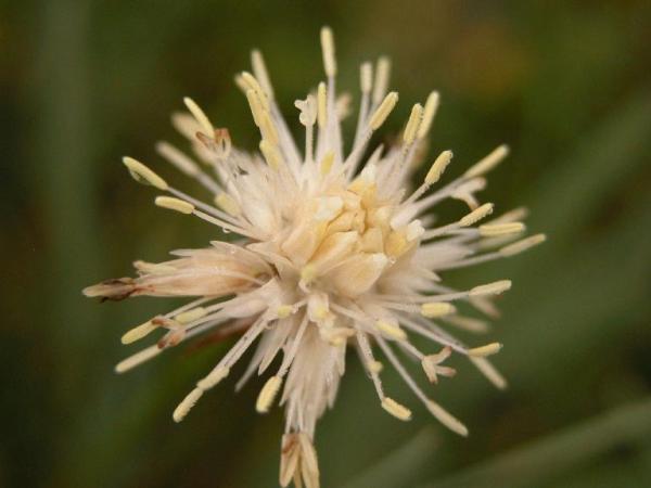 Juncus allioides, insect-pollinated and white-topped, in Asia.  Photo by Susan Kelley, from Flora north america.