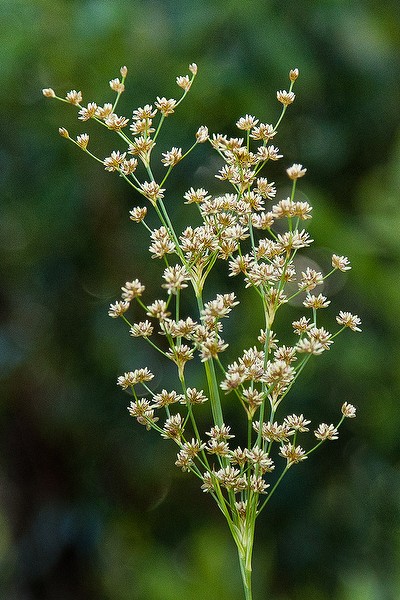 Border Rush in flower (by JB)