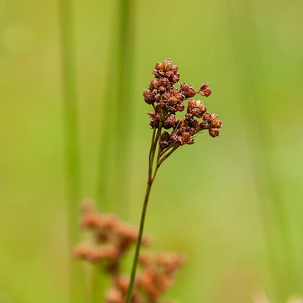 Border Rush pods (by John Bradford)