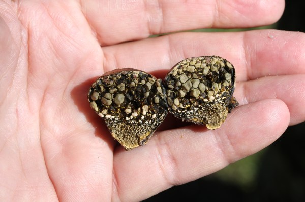 Pisolithus conveniently in hand at my home.  look at those gallstones.