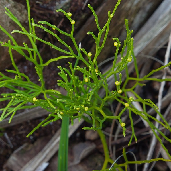 Psilotum by John Bradford.  The yellowish Bbs on the stem are spore cases.