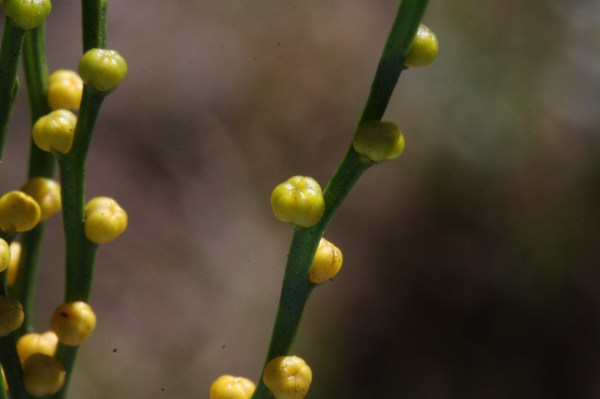 Another spore case, rightside-up