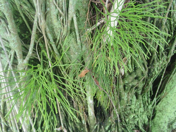 Psilotum hanging out of trees